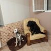 Images de profil de Tatiana - Blooming Pets - Petsitting et garde d'animaux à domicile