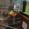 Images de profil de Tatiana - Blooming Pets - Petsitting et garde d'animaux à domicile