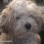 Jempo Mon Chien  Terrier Tibétain Mâle - Garde d'animaux à domicile