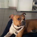 Max Mon Chien  American Bully Mâle - Garde d'animaux à domicile