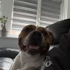 Images de profil de Brayanna - Blooming Pets - Petsitting et garde d'animaux à domicile