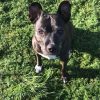 Images de profil de Brayanna - Blooming Pets - Petsitting et garde d'animaux à domicile