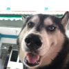 Images de profil de Brigitta - Blooming Pets - Petsitting et garde d'animaux à domicile