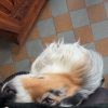 Images de profil de Brigitte - Blooming Pets - Petsitting et garde d'animaux à domicile