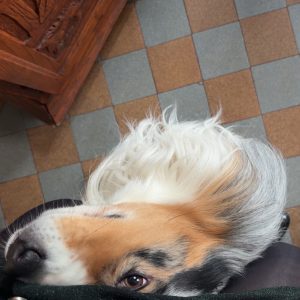 Images de profil de Brigitte - Blooming Pets - Petsitting et garde d'animaux Ă domicile