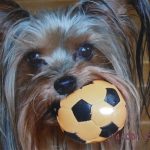Frimousse Mon Chien  Yorkshire Terrier Femelle - Garde d'animaux à domicile