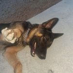 Uttoo Mon Chien  Berger Allemand Mâle - Garde d'animaux à domicile