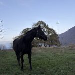 Cali Mon Cheval  Paint-horse Femelle - Garde d'animaux à domicile