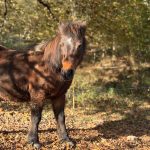 Nutella Mon Poney  Origine Non Constatée (ONC) Femelle - Garde d'animaux à domicile