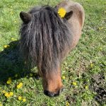 Hinda Mon Poney  Origine Non Constatée (ONC) Femelle - Garde d'animaux à domicile