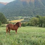 Maïviss Mon Poney  Origine Non Constatée (ONC) Femelle - Garde d'animaux à domicile