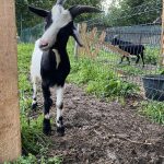 Tic tac Ma Chèvre  Naine Hongre - Garde d'animaux à domicile