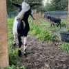 Images de profil de Océane - Blooming Pets - Petsitting et garde d'animaux à domicile
