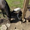 Images de profil de Océane - Blooming Pets - Petsitting et garde d'animaux à domicile
