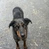 Images de profil de Océane - Blooming Pets - Petsitting et garde d'animaux à domicile