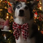 HARRIE Mon Chien  Croisé Femelle - Garde d'animaux à domicile