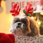 GIBS Mon Chien  Shih Tzu Femelle - Garde d'animaux à domicile
