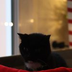 NAPOLEON Mon Chat  Européen Femelle - Garde d'animaux à domicile