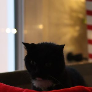 NAPOLEON