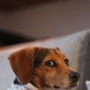 Images de profil de Marine - Blooming Pets - Petsitting et garde d'animaux à domicile