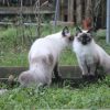 Images de profil de Marine - Blooming Pets - Petsitting et garde d'animaux à domicile