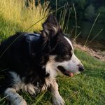 Chouquette Mon Chien  Border Collie Femelle - Garde d'animaux à domicile