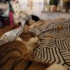 Images de profil de Louane - Blooming Pets - Petsitting et garde d'animaux à domicile