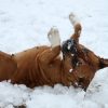 Images de profil de Calista - Blooming Pets - Petsitting et garde d'animaux à domicile