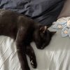 Images de profil de Calypso - Blooming Pets - Petsitting et garde d'animaux à domicile
