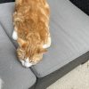 Images de profil de Calypso - Blooming Pets - Petsitting et garde d'animaux à domicile