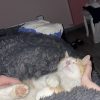 Images de profil de Calypso - Blooming Pets - Petsitting et garde d'animaux à domicile