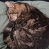 Images de profil de Camille - Blooming Pets - Petsitting et garde d'animaux à domicile