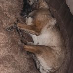 Vanille Mon Chien  Berger Belge Malinois Femelle - Garde d'animaux à domicile