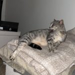 Moon Mon Chat  Européen Femelle - Garde d'animaux à domicile
