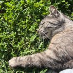 Rajah Mon Chat  Européen Femelle - Garde d'animaux à domicile