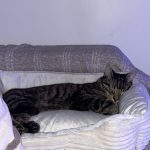 Minou Mon Chat  Européen Femelle - Garde d'animaux à domicile