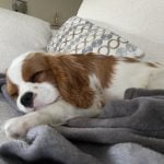 Camille - Blooming Pets - Petsitting et garde d'animaux à domicile