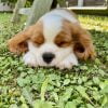 Camille - Blooming Pets - Petsitting et garde d'animaux à domicile