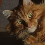 Oscar Mon Chat  Européen Mâle stérilisé - Garde d'animaux à domicile