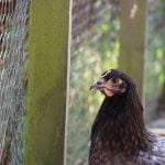 Moon Ma Poule  Grise cendrée Femelle - Garde d'animaux à domicile