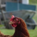Rousse Ma Poule  Rousse Femelle - Garde d'animaux à domicile