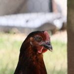 Smoke Ma Poule  Marans Femelle - Garde d'animaux à domicile