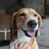 Images de profil de Camille - Blooming Pets - Petsitting et garde d'animaux à domicile
