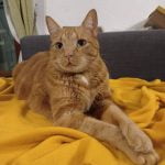 Camille - Blooming Pets - Petsitting et garde d'animaux à domicile