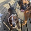 Images de profil de Camille - Blooming Pets - Petsitting et garde d'animaux à domicile