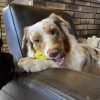 Images de profil de Camille - Blooming Pets - Petsitting et garde d'animaux à domicile