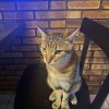 Images de profil de Camille - Blooming Pets - Petsitting et garde d'animaux à domicile