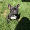 Images de profil de Capucine - Blooming Pets - Petsitting et garde d'animaux à domicile