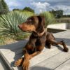 Images de profil de Capucine - Blooming Pets - Petsitting et garde d'animaux à domicile