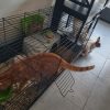 Images de profil de Caroline - Blooming Pets - Petsitting et garde d'animaux à domicile